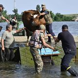 Die Menschen kämpfen nicht nur um ihr eigenes Überleben, sondern auch um das ihrer Tiere: Hier helfen ukrainische Soldaten Einwohnern des überfluteten Dorfes Afanasiivka in der Region Mykolajiw beim Transport einer Kuh