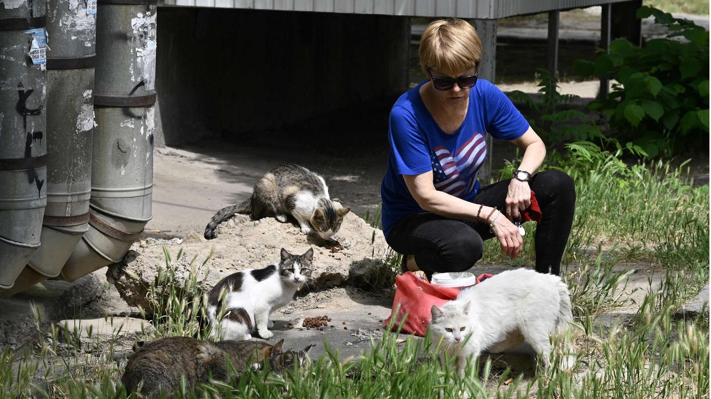 Auch Katzen haben Hunger: Diese Frau versorgt eine Gruppe von Streunern mit Futter