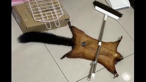 Eichhörnchen liegt unter einem Besen