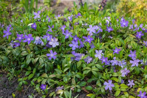 Vinca minor Kleines Immergrün Blauviolette Zierblumen