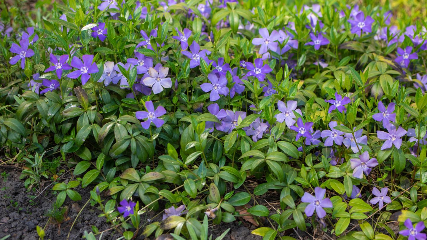 Vinca minor Kleines Immergrün Blauviolette Zierblumen