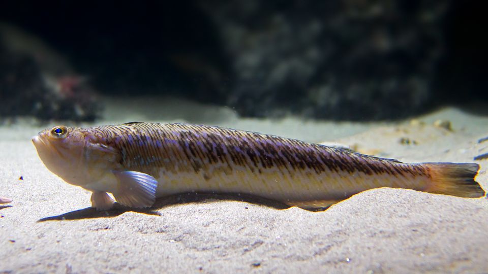 Giftiger Stich: Petermännchen in Nord- und OStsee