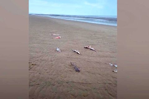 Mysteriöses Hai-Sterben in Wales