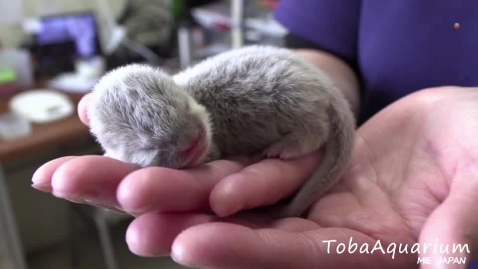 Video: Japan freut sich über Zwergotter-Babys