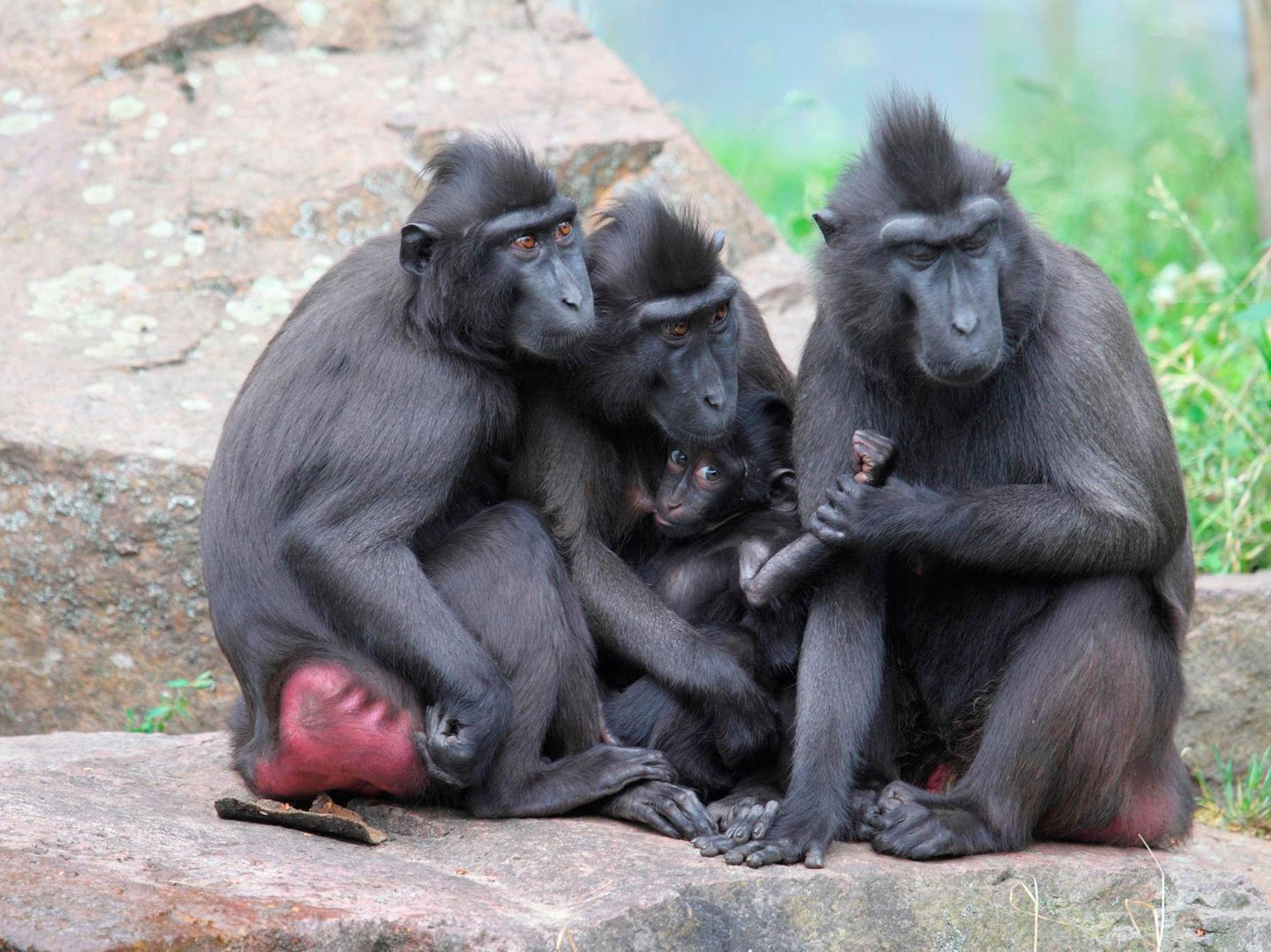 Grenzgebiet Sachsen: Schopfaffen-Gruppe aus Zoo entflohen | STERN.de