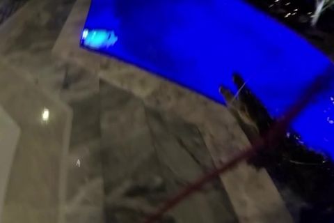 Florida: Drei-Meter-Alligator verirrt sich in Swimming-Pool