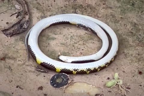 Hypnotisierendes Farbenspiel: Schlange sorgt vor Tempel für Spektakel