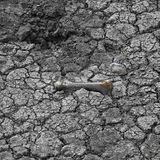 In Arrecife in der Provinz Buenos Aires liegt ein Tierknochen in einem ausgetrockneten Flussbett. Durch enorme Dürre hat das südamerikanische Land die Hälfte seiner Sojabohnen-Ernte eingebüßt. Normalerweise ist die Pampa feucht und nährstoffreich – doch nicht in diesem Jahr.