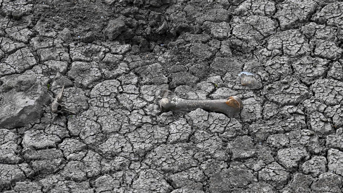 Argentinien In Arrecife in der Provinz Buenos Aires liegt ein Tierknochen in einem ausgetrockneten Flussbett. Durch enorme Dürre hat das südamerikanische Land die Hälfte seiner Sojabohnen-Ernte eingebüßt. Normalerweise ist die Pampa feucht und nährstoffreich – doch nicht in diesem Jahr.