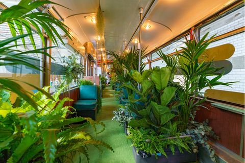 Die "Grüne Bahn" in Mannheim: Pflanzen in der Straßenbahn.