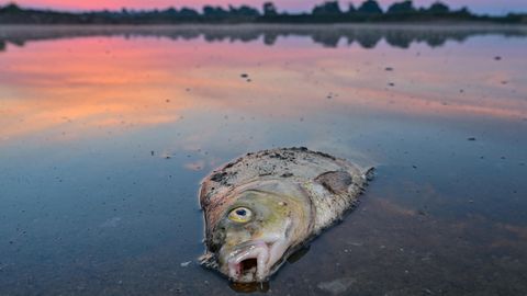 Ein toter Fisch liegt am Ufer der Oder in flachem Wasser, in dem sich der Sonnenaufgang spiegelt