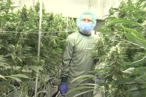 Video: Hersteller: "Deutschland wird größter Cannabis-Markt der Welt"