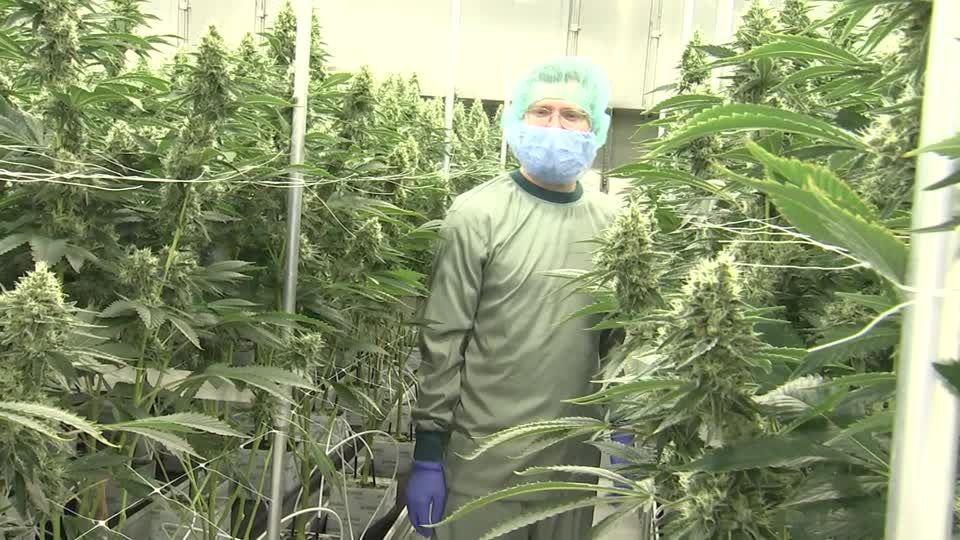 Video: Hersteller: "Deutschland wird größter Cannabis-Markt der Welt" Video: Hersteller: "Deutschland wird größter Cannabis-Markt der Welt"