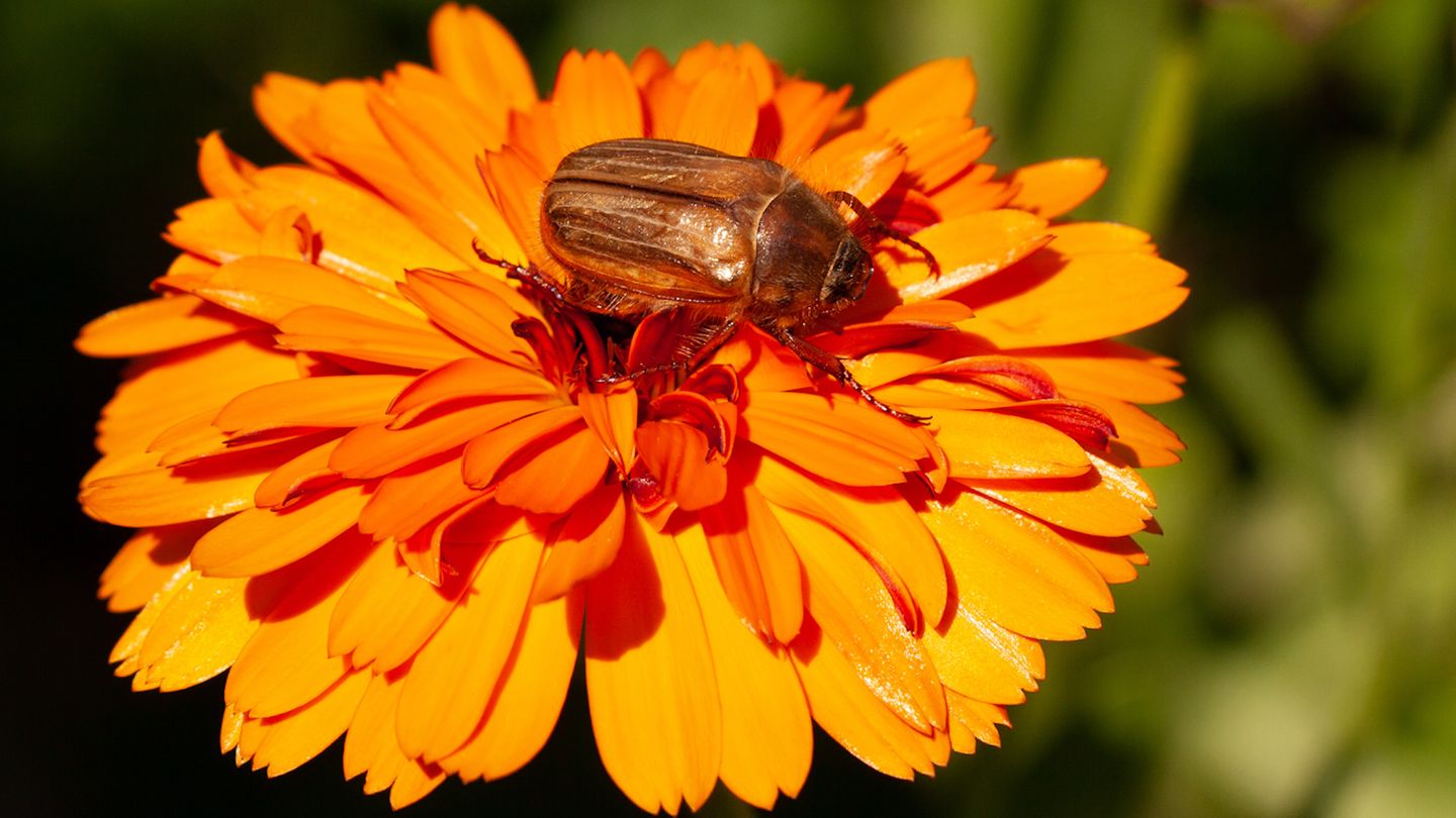 june-beetle-how-to-recognize-an-infestation-and-what-to-do-time-news