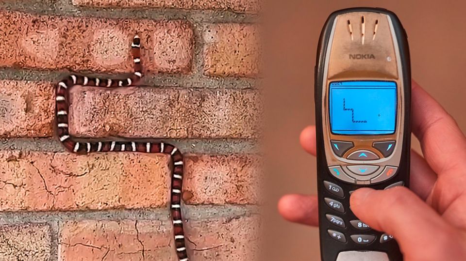 Wie im Handy-Spiel – diese Schlange ist ein echter "Snake"-Profi Wie im Handy-Spiel – diese Schlange ist ein echter "Snake"-Profi
