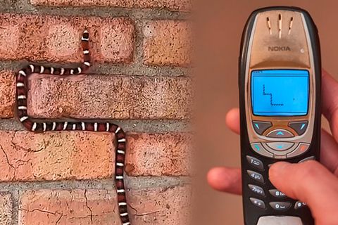 Wie im Handy-Spiel – diese Schlange ist ein echter "Snake"-Profi