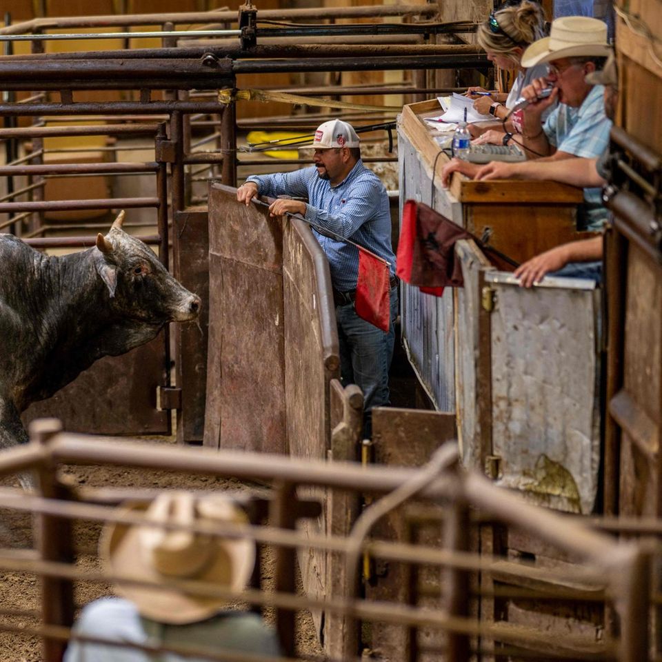 Texas, USA. Viehzüchter und Landwirte bei einer Viehauktion auf der Southwest Livestock Exchange in Uvalde. Wegen Dürre und steigenden Kosten in der Region schröpfen die Farmer ihre Herden. Damit könnte aber auch der Preis für Rindfleisch massiv ansteigen.