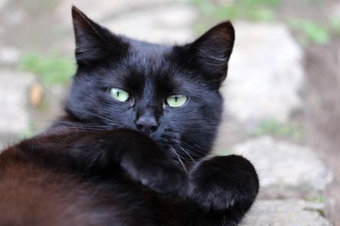 Eine schwarze Katze
