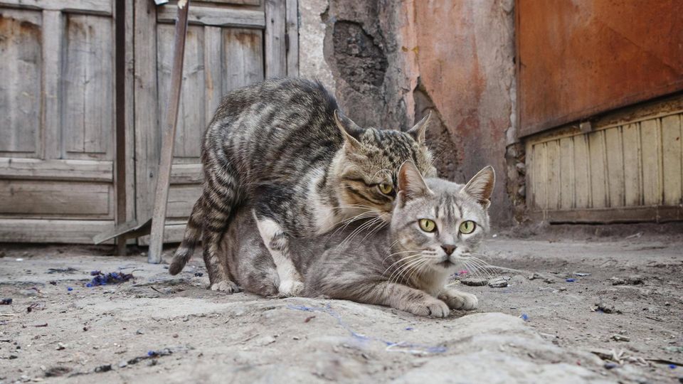 Katze Kater Paarung Eine Katze und ein Kater paaren sich