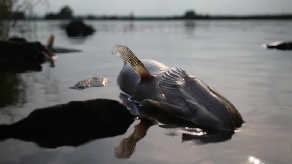 Video: Polnische Umweltministerin: Haben alles gegen erneutes Fischsterben getan