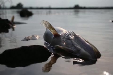 Video: Polnische Umweltministerin: Haben alles gegen erneutes Fischsterben getan