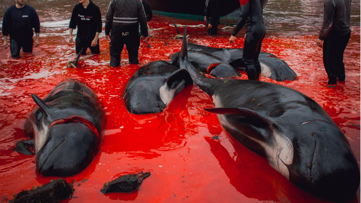 Dieses Foto ist von 2017. Doch das Abschlachten von Hunderten Walen wird auf den Färöer-Inseln auch in diesem Jahr veranstaltet.