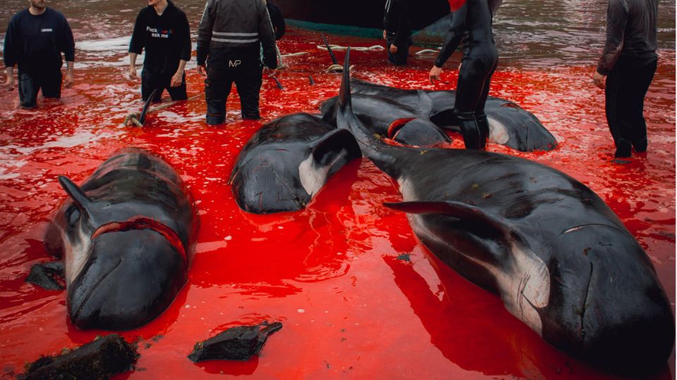 Dieses Foto ist von 2017. Doch das Abschlachten von Hunderten Walen wird auf den Färöer-Inseln auch in diesem Jahr veranstaltet.