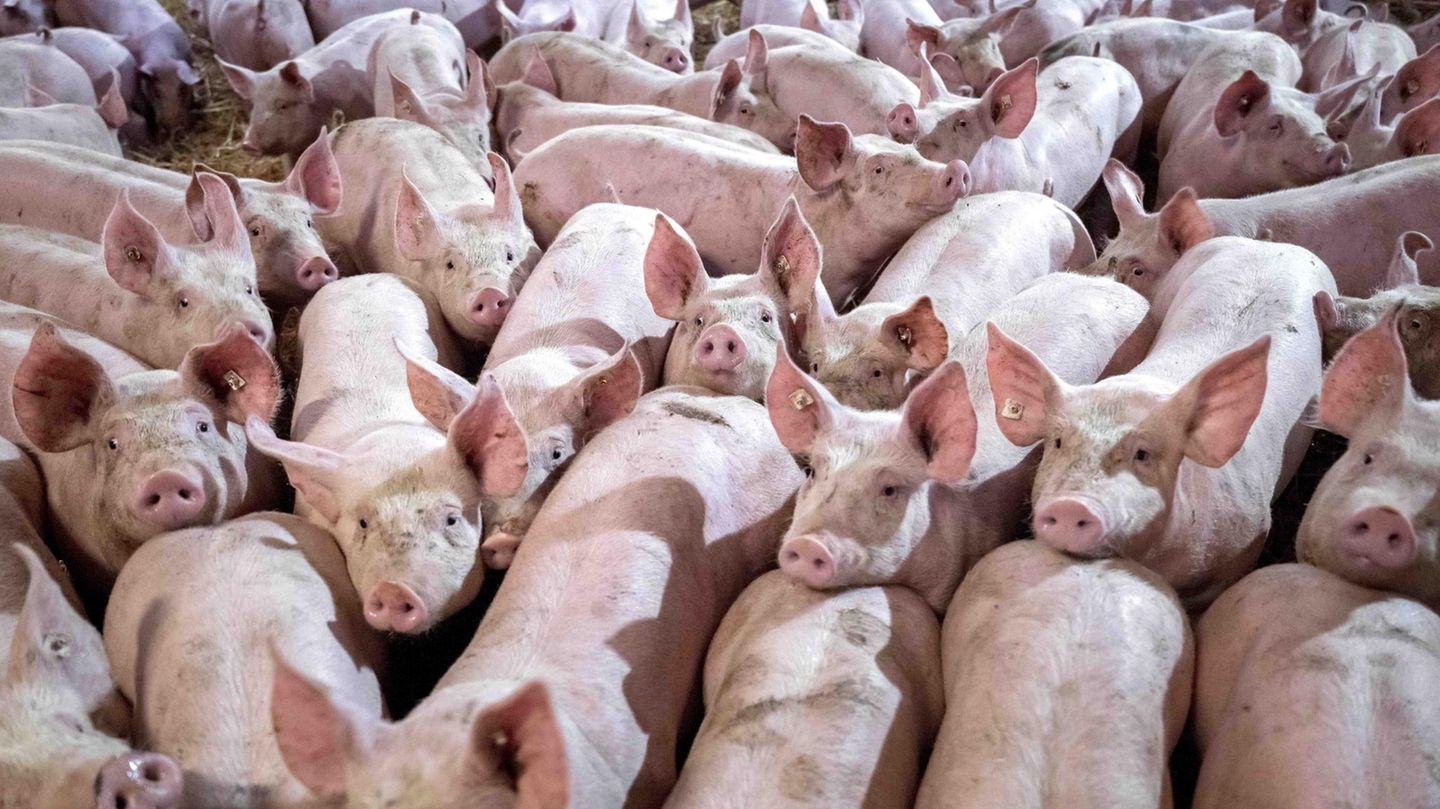State animal husbandry logo for meat is coming – initially for pigs