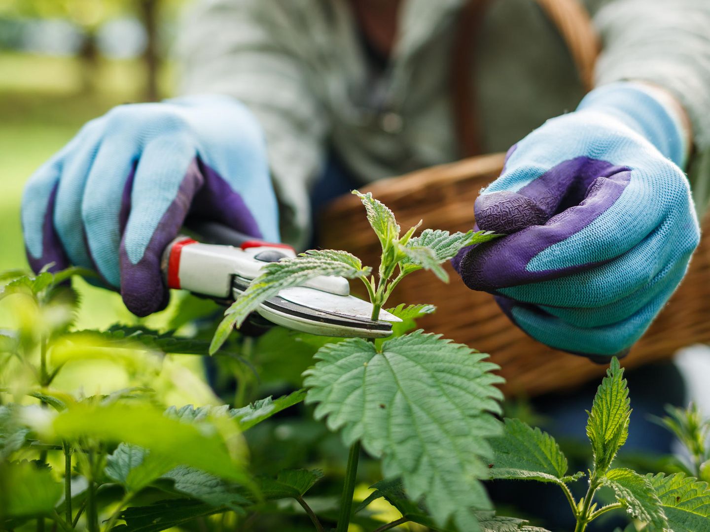 Brennesseljauche herstellen: So schtzen Sie Ihren Garten vor Schdlingen |  STERN.de