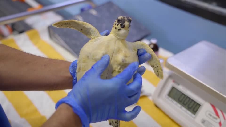 Video: Hilfe für kleine Meeresschildkröten