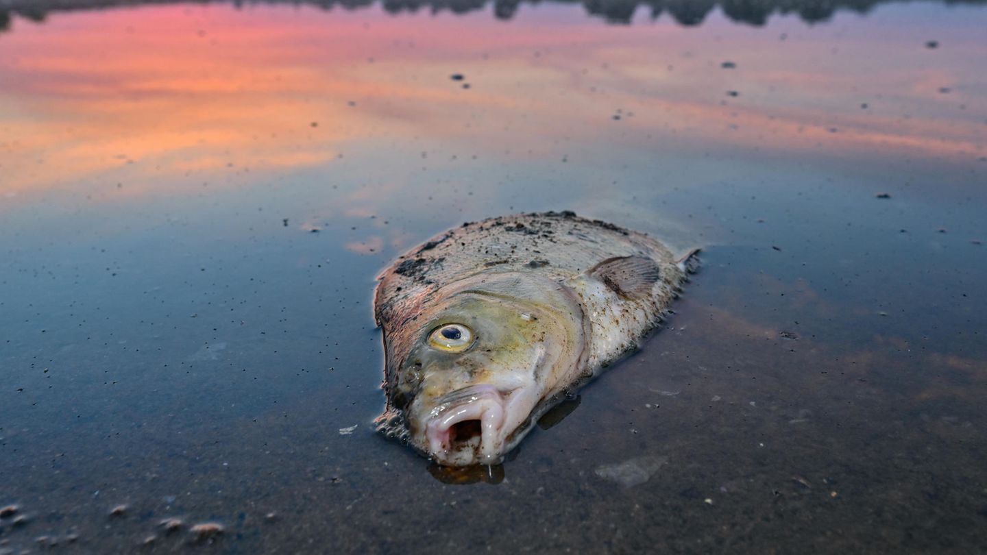 Giftalgen in der Oder: Auch in diesem Sommer könnten aufgrund von hohen Temperaturen und zu hohem Salzgehalt in der Oder Fische sterben wie dieser Blei im August 2022 ARCHIV - 18.08.2022, Brandenburg, Lebus: Ein toter Blei liegt am frühen Morgen im flachen Wasser vom deutsch-polnischen Grenzfluss Oder. Im August war es zu einem großen Fischsterben im Fluss gekommen. (zu dpa: «Grüne und Forscher wollen nach Fischsterben besseren Schutz der Oder») Foto: Patrick Pleul/dpa +++ dpa-Bildfunk +++