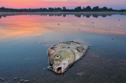 ARCHIV - 18.08.2022, Brandenburg, Lebus: Ein toter Blei liegt am frühen Morgen im flachen Wasser vom deutsch-polnischen Grenzfluss Oder. Im August war es zu einem großen Fischsterben im Fluss gekommen. (zu dpa: «Grüne und Forscher wollen nach Fischsterben besseren Schutz der Oder») Foto: Patrick Pleul/dpa +++ dpa-Bildfunk +++