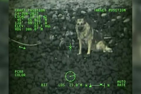 Oregon: Hund überlebt Sturz aus 90 Metern und wird von Küstenwache gerettet