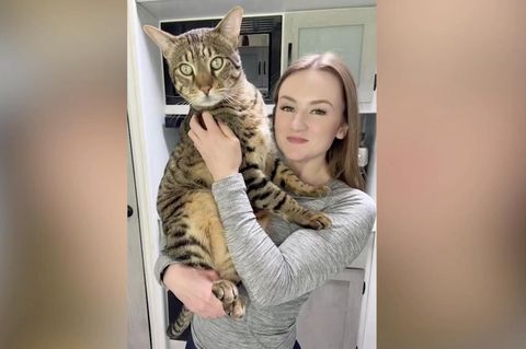 Dieser Kater benötigt nicht nur Hundespielzeug und Hundeleckerlis, weil alles andere zu klein für ihn ist, übliche Katzentoiletten sind ihm auch nicht groß genug. 