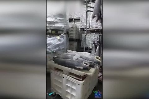 Video: Brasilien: Historischer Erfolg gegen illegalen Haifischflossen-Handel