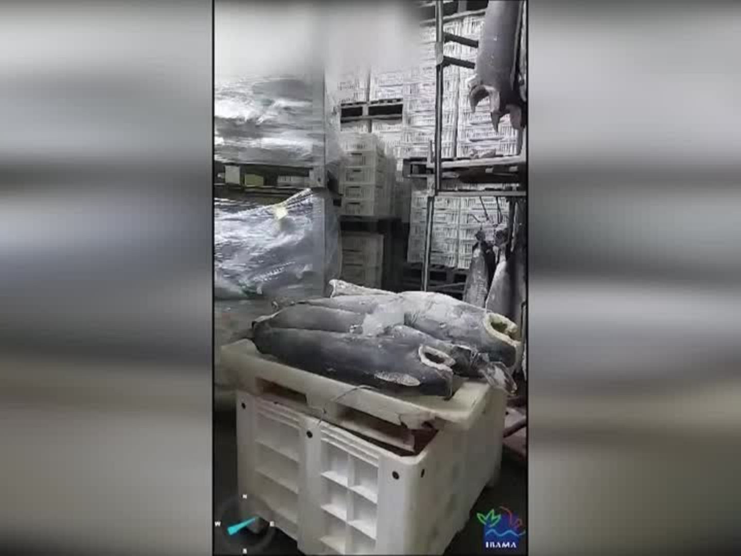 Video: Brasilien: Historischer Erfolg gegen illegalen Haifischflossen-Handel