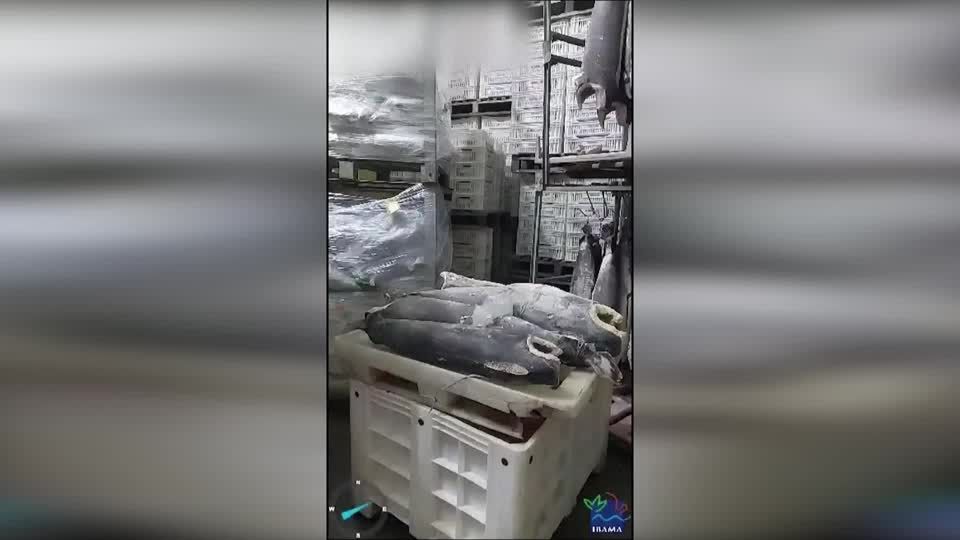 Video: Brasilien: Historischer Erfolg gegen illegalen Haifischflossen-Handel Video: Brasilien: Historischer Erfolg gegen illegalen Haifischflossen-Handel