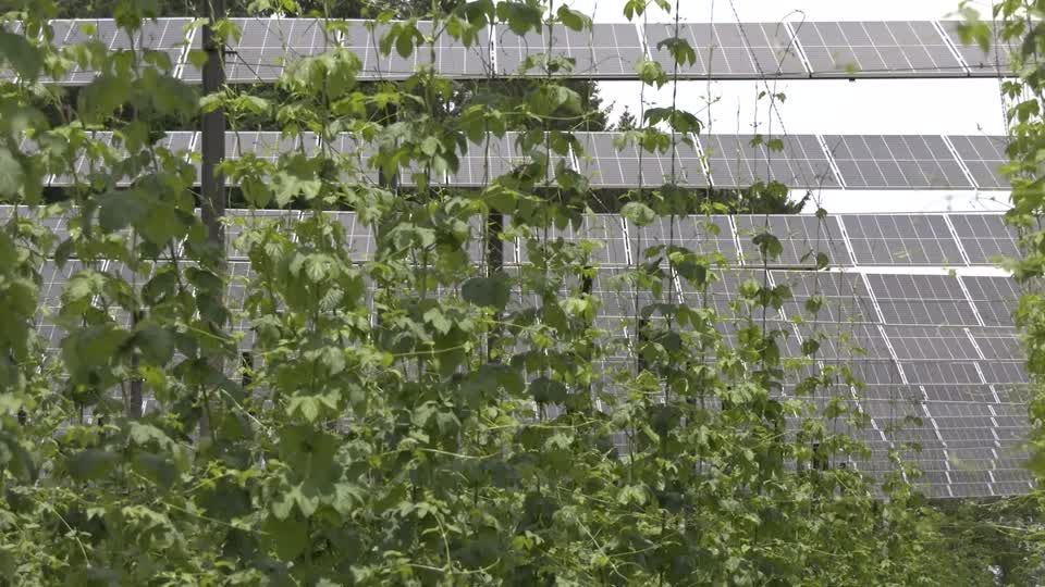 Video: Doppelte Ernte: Hopfen und Solarstrom Video: Doppelte Ernte: Hopfen und Solarstrom