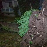 Unwetter-Wetter: Ein entwurzelter Baum in der Dunkelheit