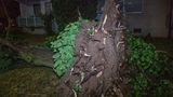 Unwetter-Wetter: Ein entwurzelter Baum in der Dunkelheit