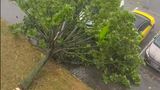 Wetter: ein umgeknickter Baum liegt auf einem Auto