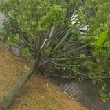 Wetter: ein umgeknickter Baum liegt auf einem Auto