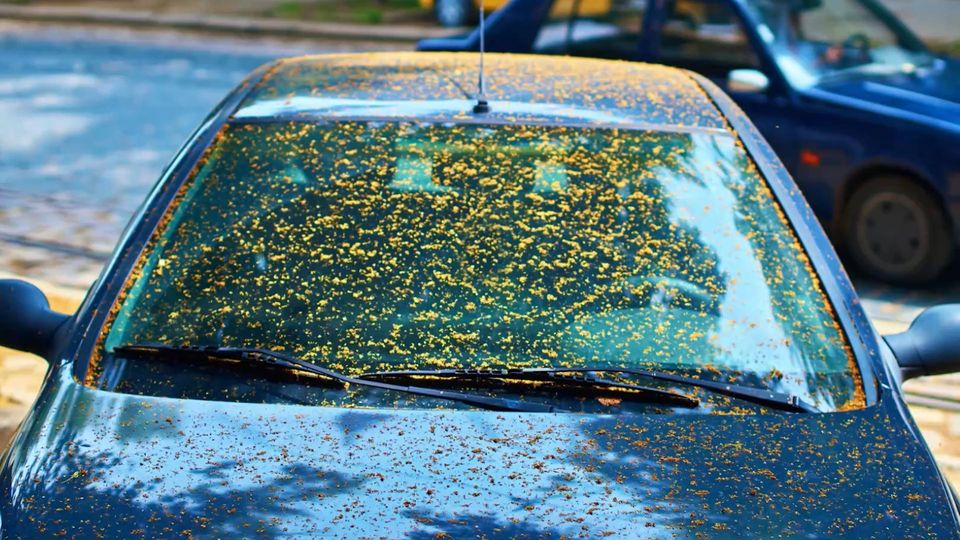 Alles klebt – unter welchen Bäumen Sie aktuell nicht parken sollten Alles klebt – unter welchen Bäumen Sie aktuell nicht parken sollten