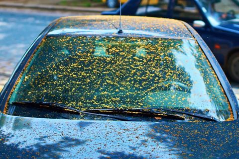 Alles klebt – unter welchen Bäumen Sie aktuell nicht parken sollten