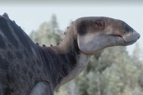 72 Millionen Jahre lagen die Knochen der Entenschnabel-Dinosaurier in Chile unter der Erde. Weitere zehn Jahre hat es gedauert, die 100 gefundenen Knochen zu untersuchen und mit allen zuvor entdeckten Arten zu vergleichen, bis feststand: Es wurde eine neue Art entdeckt.