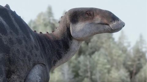 72 Millionen Jahre lagen die Knochen der Entenschnabel-Dinosaurier in Chile unter der Erde. Weitere zehn Jahre hat es gedauert, die 100 gefundenen Knochen zu untersuchen und mit allen zuvor entdeckten Arten zu vergleichen, bis feststand: Es wurde eine neue Art entdeckt.