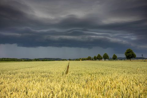 Dunkle Gewitterwolken vor einem gelb leuchtenden Feld.
