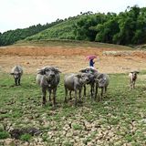 Büffel stehen Mitte Juni auf einer Insel im See des Wasserkraftwerkes Thac Ba in der Provinz Yen Bai. Vietnam, das fast die Hälfte seines Energiebedarfs aus Wasserkraft deckt, hat seit Anfang Mai mit einer Reihe von Hitzewellen zu kämpfen. Die Temperaturen erreichen Rekordwerte, während Flüsse und Reservoirs von Wasserkraftwerken austrocknen.