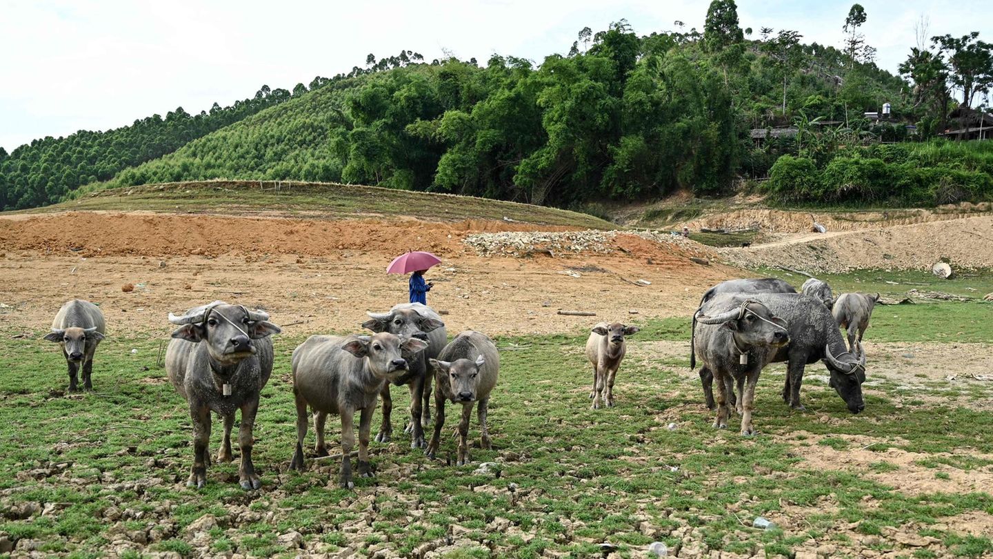 Büffel stehen Mitte Juni auf einer Insel im See des Wasserkraftwerkes Thac Ba in der Provinz Yen Bai. Vietnam, das fast die Hälfte seines Energiebedarfs aus Wasserkraft deckt, hat seit Anfang Mai mit einer Reihe von Hitzewellen zu kämpfen. Die Temperaturen erreichen Rekordwerte, während Flüsse und Reservoirs von Wasserkraftwerken austrocknen.
