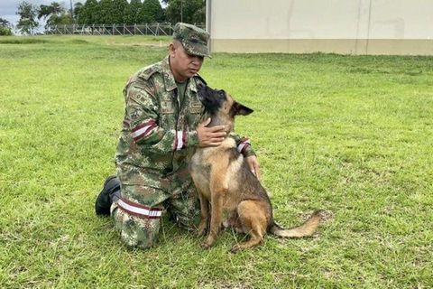 Suchhund Wilson steht aufmerksam auf einer Wiese in Kolumbien